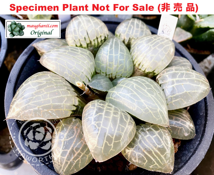 Hyb-418 H. hyb 'Bling Bling', 10 seeds, 2025
