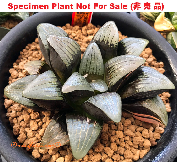 SE-621 H. comcore 'Blondie' variegate, 10 seeds, 2025