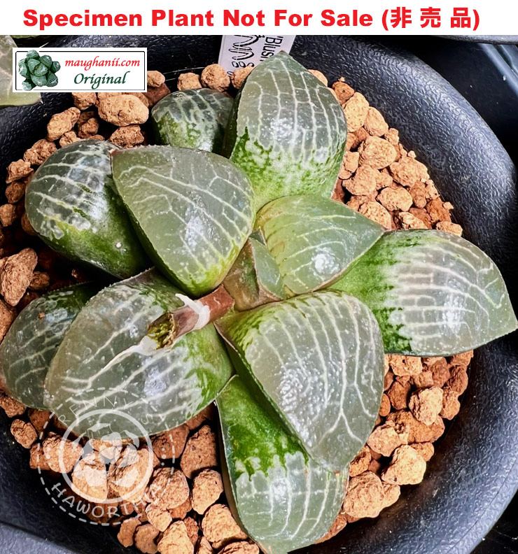 Hyb-583 H. comcore 'Blush', 10 seeds, 2025