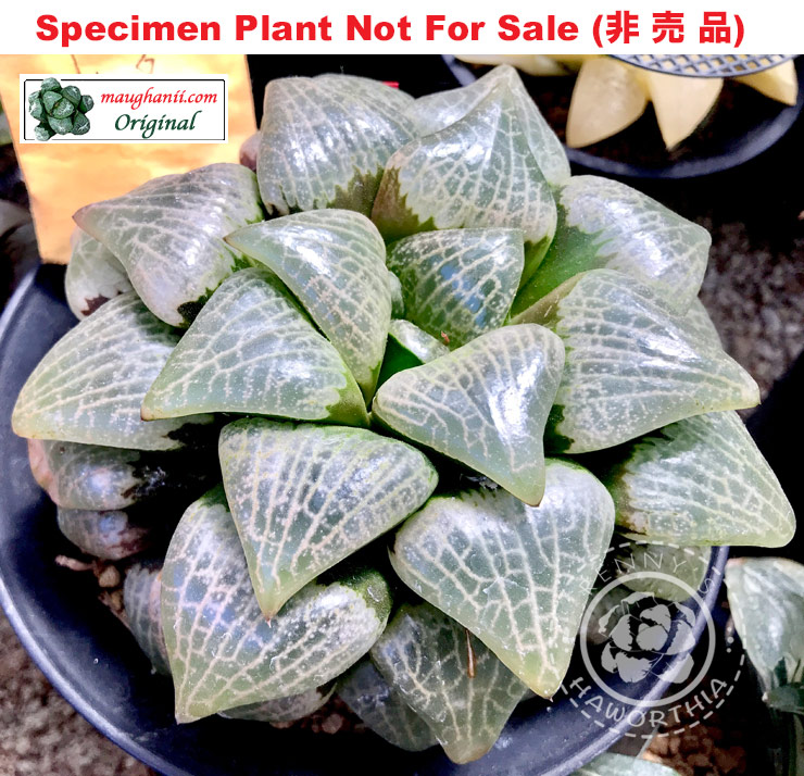 Hyb-321 H. comcore 'Crystal', 10 seeds, 2025 Hyb-321 H. comcore 'Crystal', 10 seeds, 2025