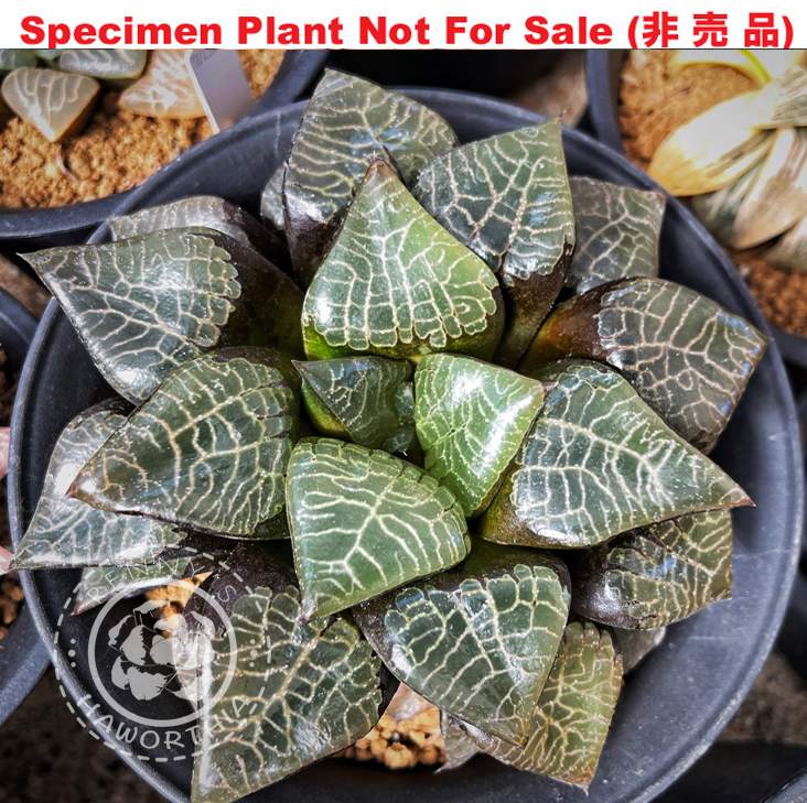 Hyb-404 H. comcore 'Daihou', 10 seeds, 2025