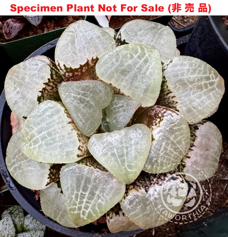 Hyb-592 H. comcore 'Daruma Dolphin', 10 seeds, 2025