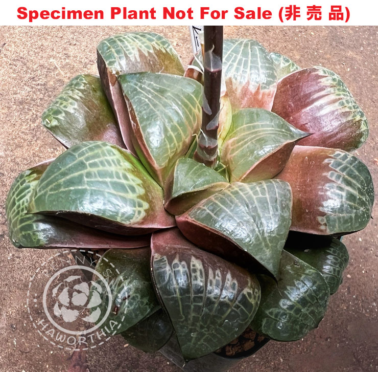 Hyb-363 H. comcore 'Daruma Type-B', 10 seeds, 2025 Hyb-363 H. comcore 'Daruma Type-B', 10 seeds, 2025