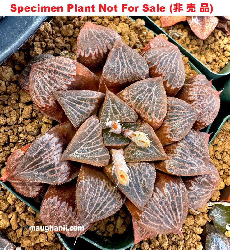 Hyb-395 H. comcore 'Fossil' (RS518-2014), 10 seeds, 2025 Hyb-395 H. comcore 'Fossil' (RS518-2014), 10 seeds, 2025