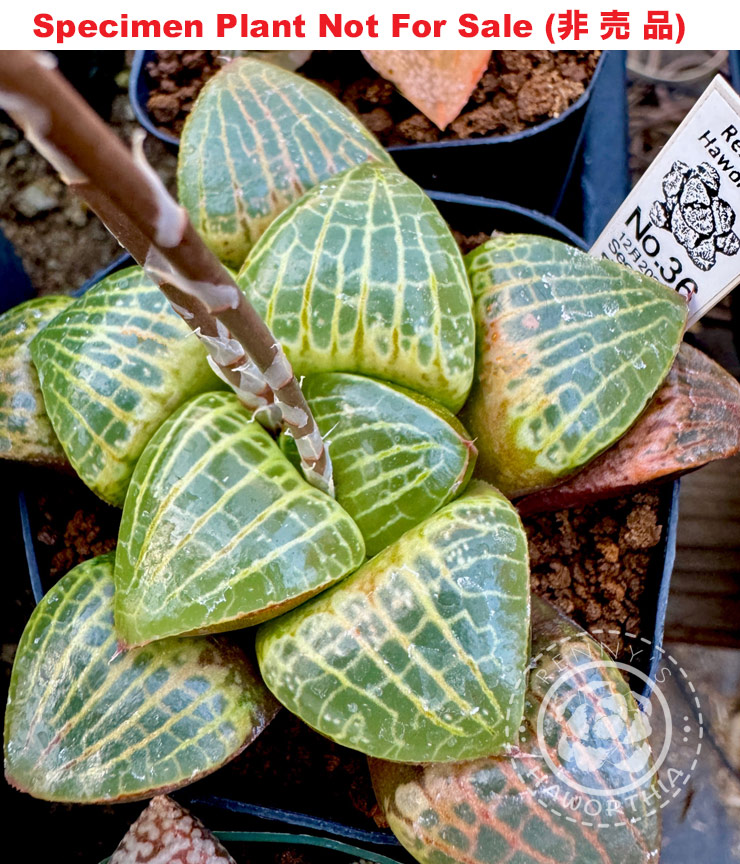Hyb-922 H. comcore 'No.36 Gold Green', 10 seeds, 2025