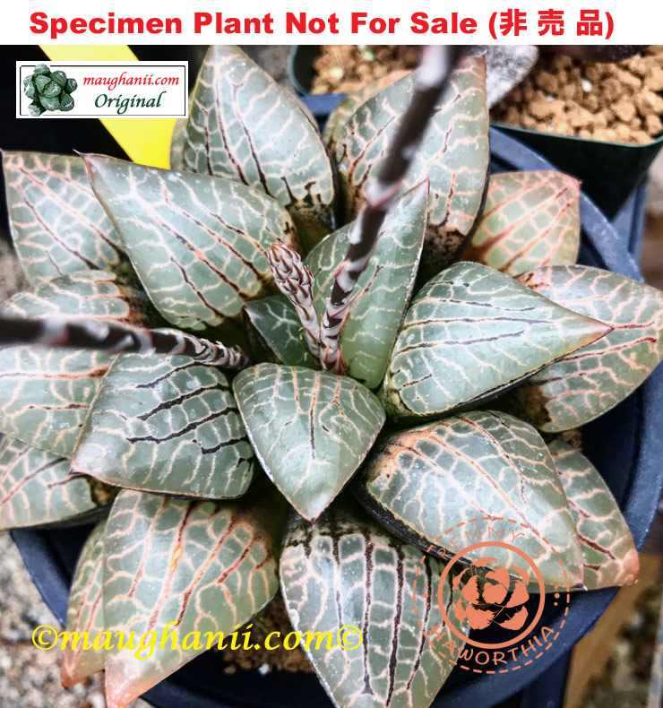 Hyb-225 H. comcore 'Golden Eyes', 10 seeds, 2025