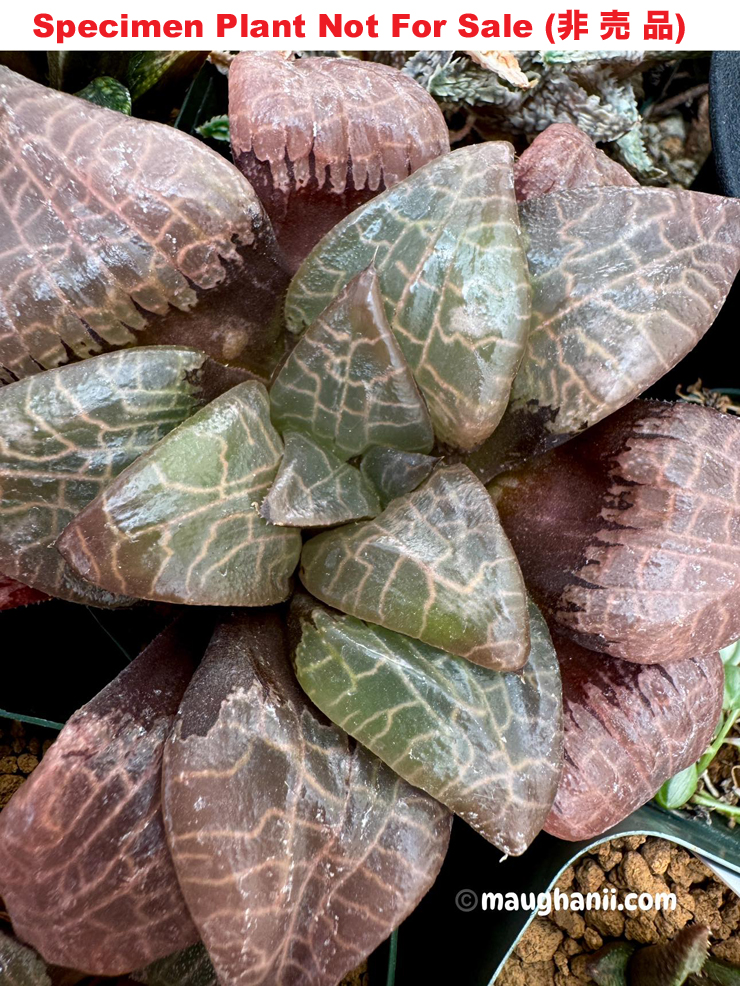 Hyb-929 H. comcore 'need photo', 10 seeds, 2025