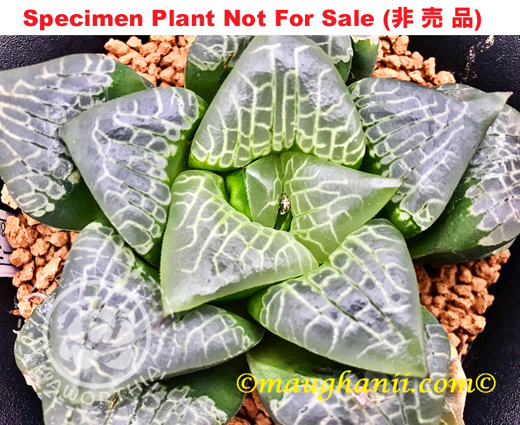 Hyb-373 H. hyb 'Lego Block', 10 seeds, 2025 Hyb-373 H. hyb 'Lego Block', 10 seeds, 2025