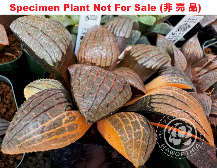SE-677 H. comcore 'Lucky Seven', 10 seeds, 2025