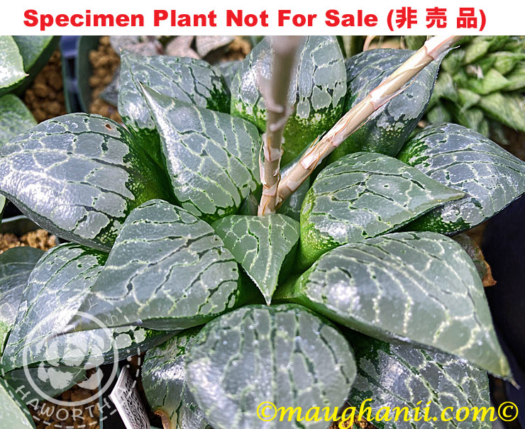 Hyb-343 H. comcore 'Meteor Shower', 10 seeds, 2025 Hyb-343 H. comcore 'Meteor Shower', 10 seeds, 2025