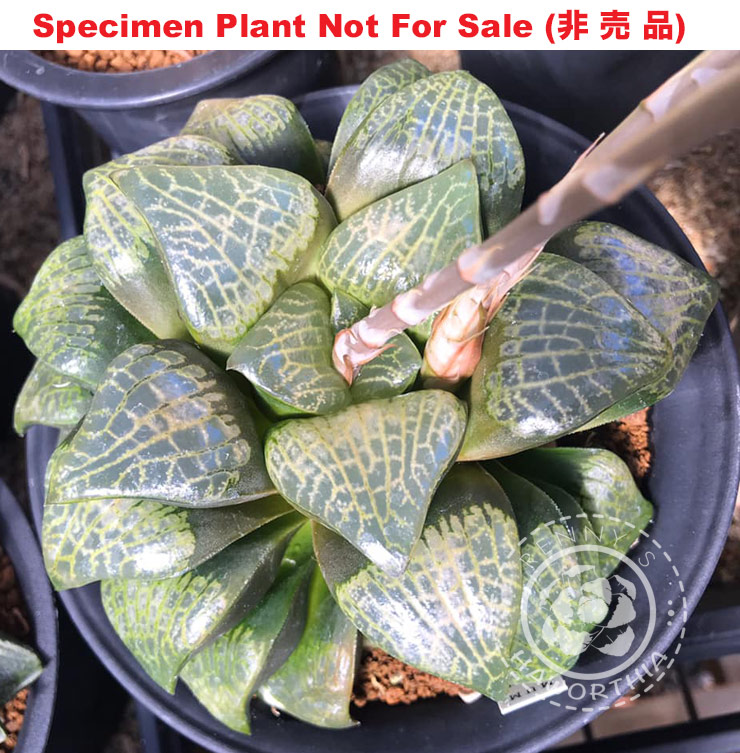Hyb-280 H. comcore 'MUM' comcore x comcore, 10 seeds, 2025
