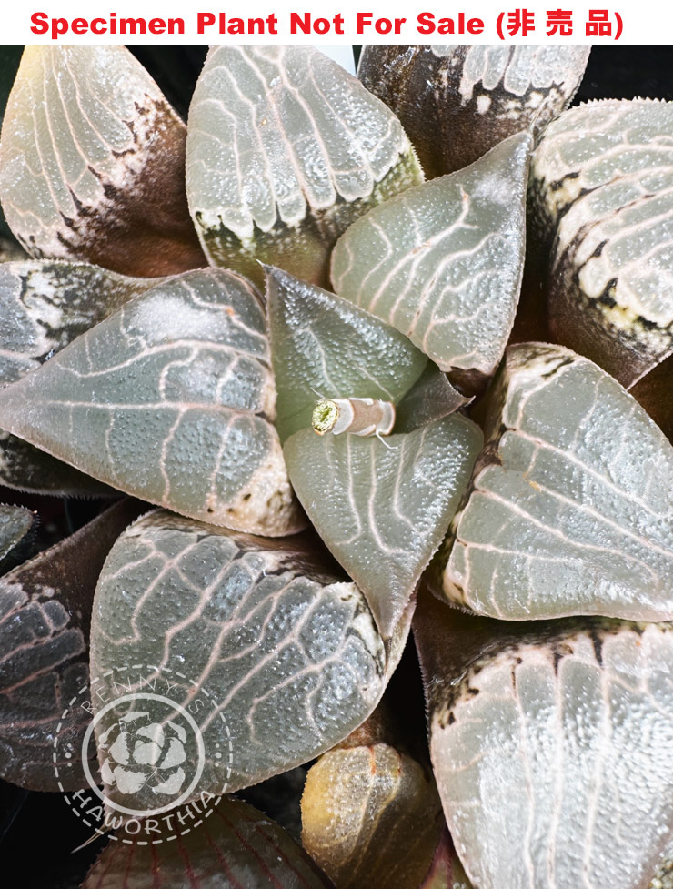 Hyb-913 H. comcore 'No.19', 10 seeds, 2025