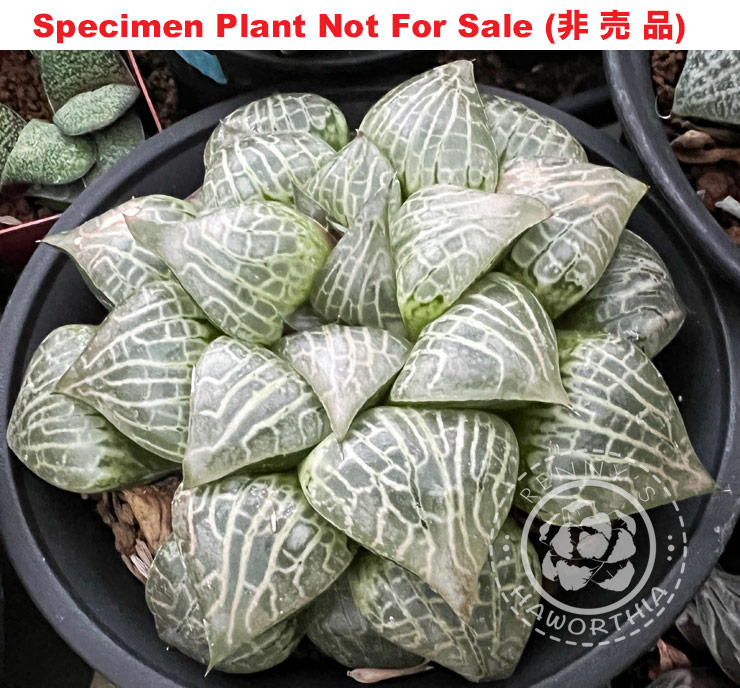 Hyb-308 H. comcore 'No.6', 10 seeds, 2025 Hyb-308 H. comcore 'No.6', 10 seeds, 2025