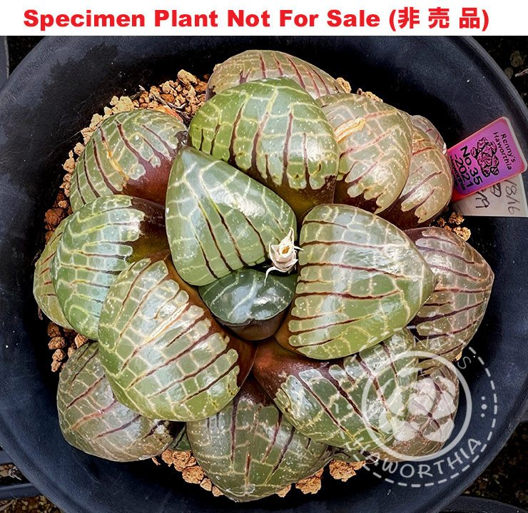 Hyb-210 H. comcore 'Purple No.35-2021', 10 seeds, 2025 Hyb-210 H. comcore 'Purple No.35-2021', 10 seeds, 2025