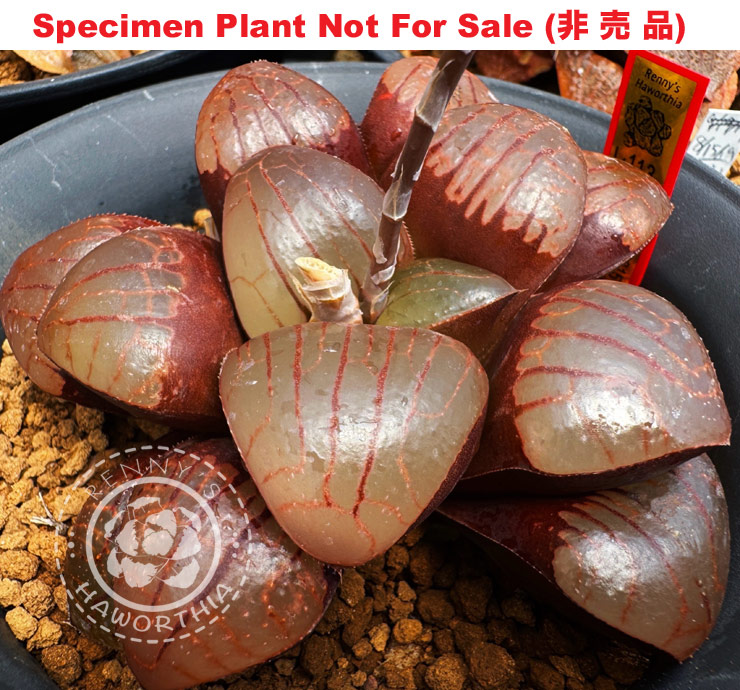 Hyb-535 H. hyb 'RS-113-2015', 10 seeds, 2025