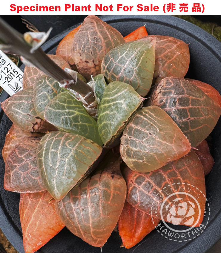 Hyb-353 H. comcore 'RS127-2015', 10 seeds, 2025 Hyb-353 H. comcore 'RS127-2015', 10 seeds, 2025