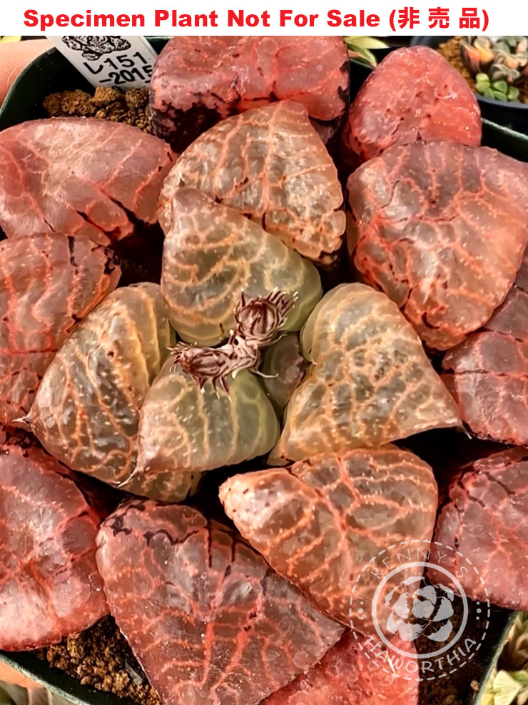 Hyb-279 H. comcore 'RS151-2015', 10 seeds, 2025