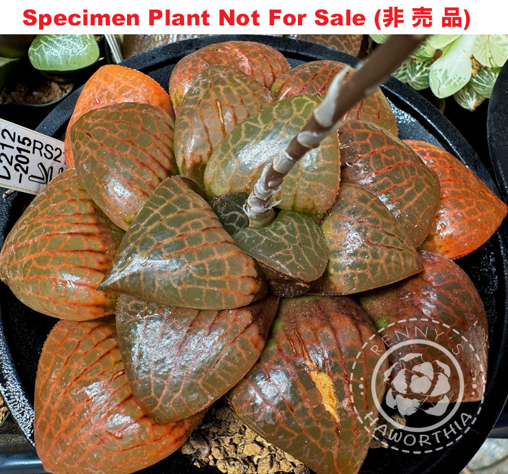 Hyb-295 H. comcore 'RS212-2015', 10 seeds, 2025