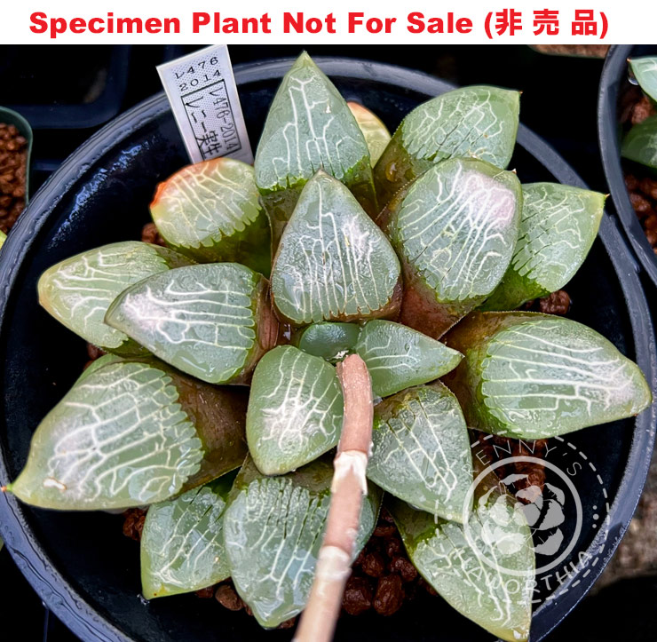 Hyb-361 H. comcore 'RS476-2014', 10 seeds, 2025 Hyb-361 H. comcore 'RS476-2014', 10 seeds, 2025