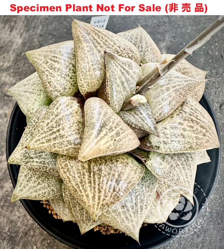 Hyb-262 H. comcore 'Swan Lake', 10 seeds, 2025