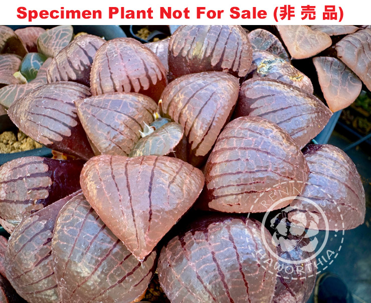 Hyb-403 H. comcore 'RS737-2014', 10 seeds, 2025