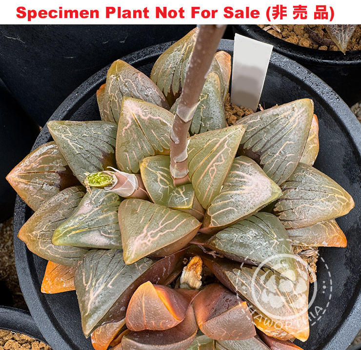 Hyb-448 H. comcore 'Raiun', 10 seeds, 2025 Hyb-448 H. comcore 'Raiun', 10 seeds, 2025