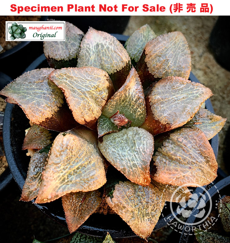 Hyb-497 H. comcore 'Red Wrinkled Face', 10 seeds, 2025 Hyb-497 H. comcore 'Red Wrinkled Face', 10 seeds, 2025
