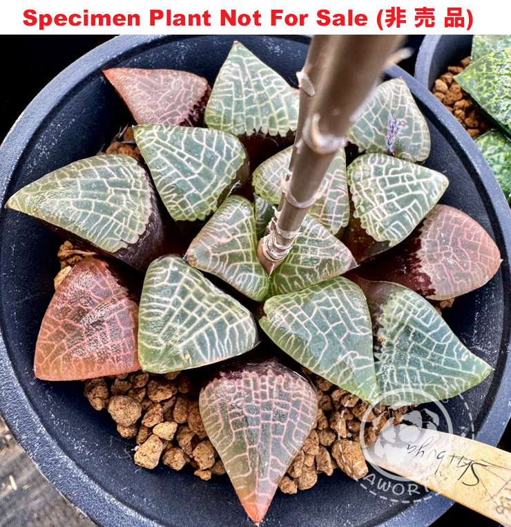 Hyb-358 H. comcore 'Shibuya Scramble', 10 seeds, 2025 Hyb-358 H. comcore 'Shibuya Scramble', 10 seeds, 2025