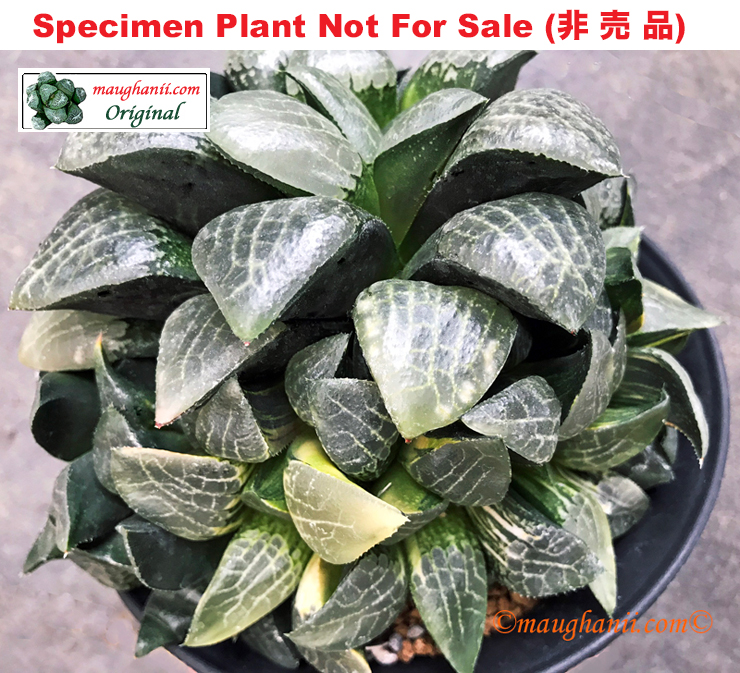 SE-692 H. hyb 'Black Forest' variegate, 10 seeds, 2025