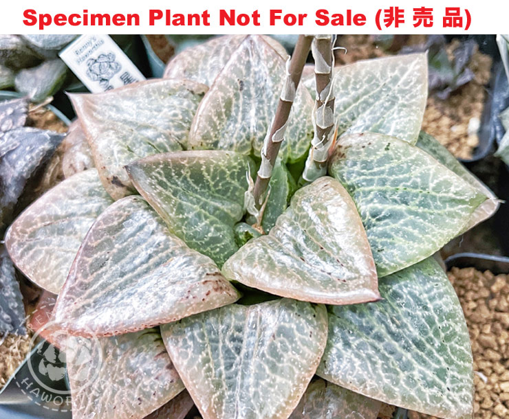 Hyb-390 H. compto 'Isei', 10 seeds, 2025 Hyb-390 H. compto 'Isei', 10 seeds, 2025