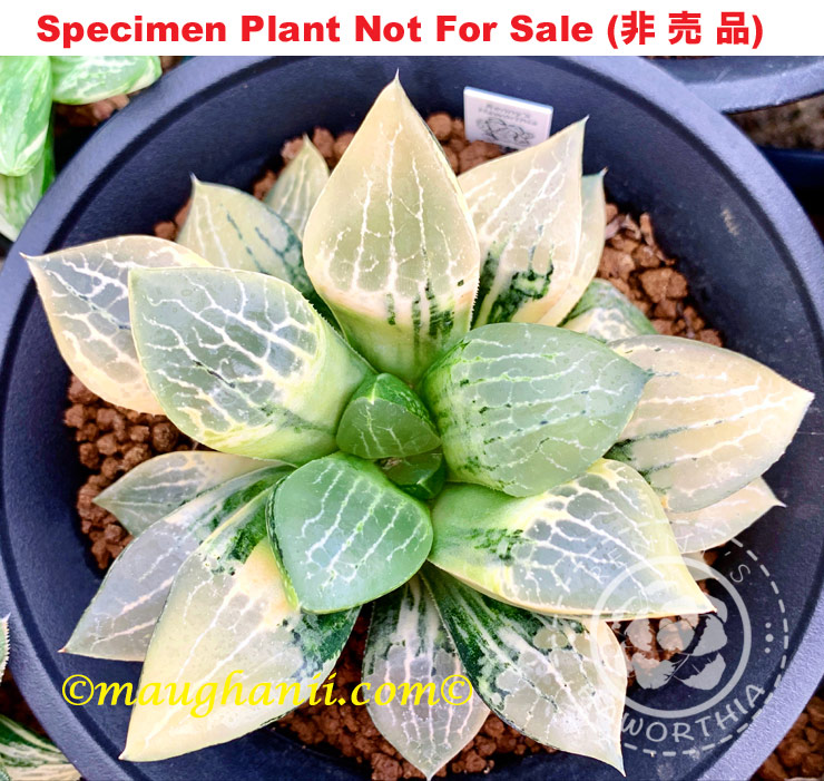 SE-640 H. compto Nishiki 'A', 10 seeds, 2025