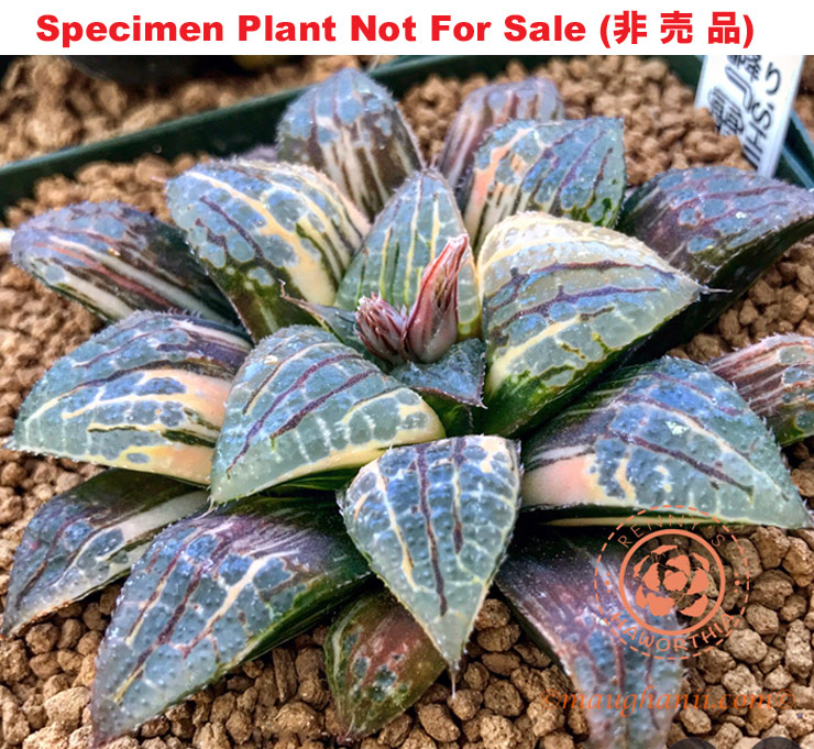 SE-661 H. compto 'Shimofuri' variegate, 10 seeds, 2025