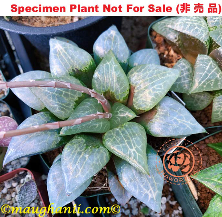 Hyb-911 H. compto 'Blue Elf', 10 seeds, 2025