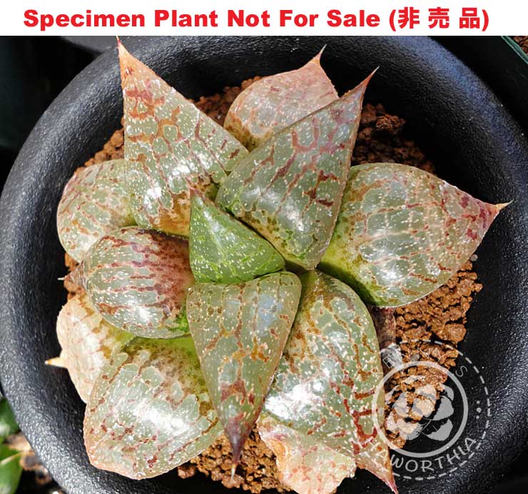 Hyb-314 H. compto 'Pewter', 10 seeds, 2025 Hyb-314 H. compto 'Pewter', 10 seeds, 2025