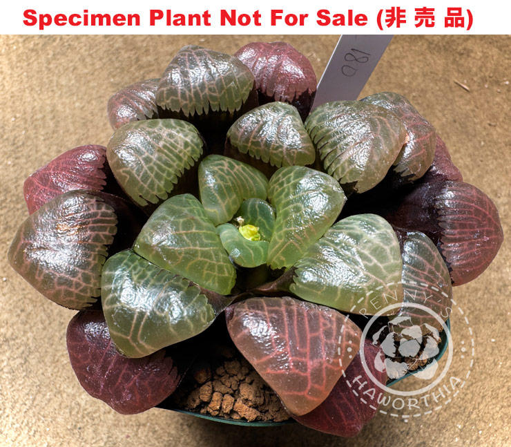 Hyb-387 H. correcta '180', 10 seeds, 2025 Hyb-387 H. correcta '180', 10 seeds, 2025