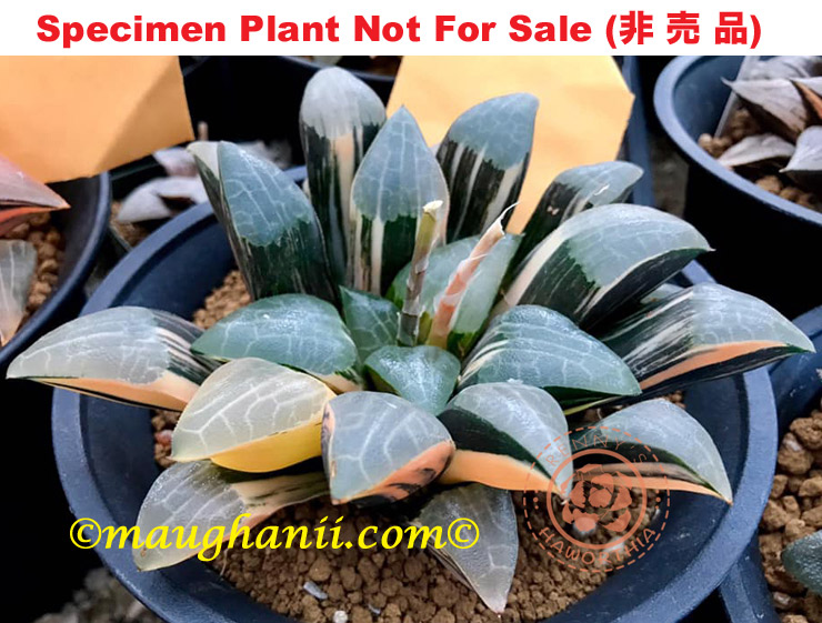SE-602 H. hyb 'Bigfoot' variegate, 10 seeds, 2025
