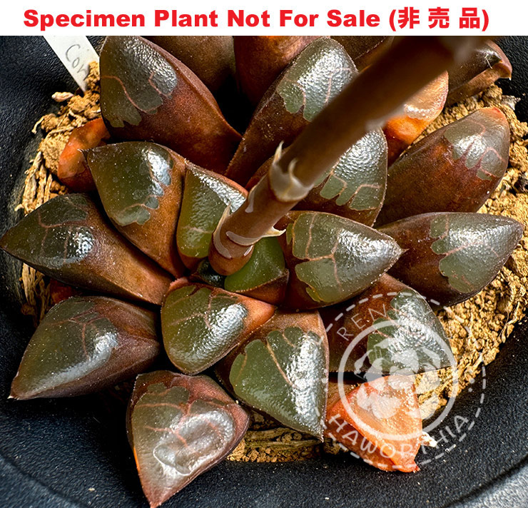 Hyb-229 H. correcta 'Dark Mini', 10 seeds, 2025