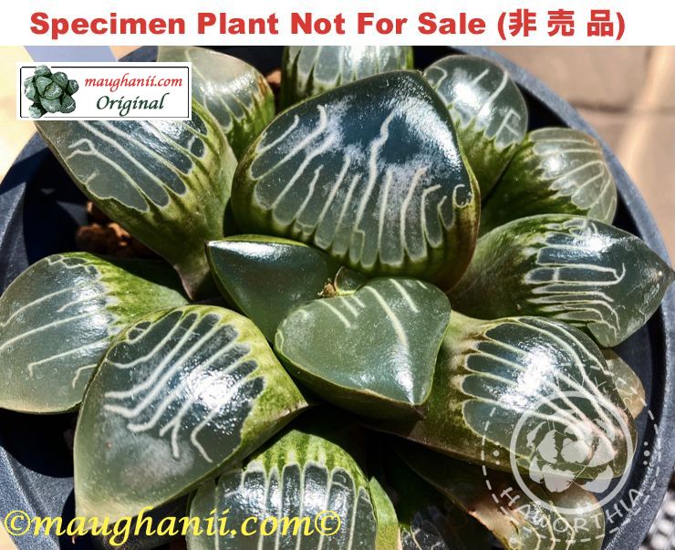 Hyb-382 H. cv 'Divine', 10 seeds, 2025 Hyb-382 H. cv 'Divine', 10 seeds, 2025