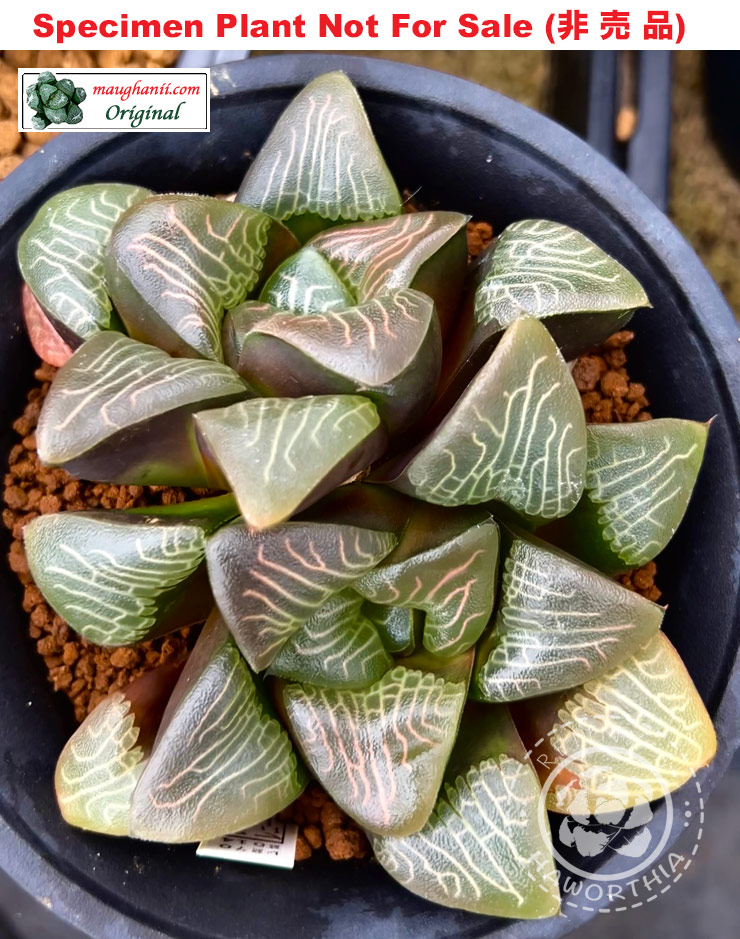 Hyb-389 H. correcta 'Handsome', 10 seeds, 2025 Hyb-389 H. correcta 'Handsome', 10 seeds, 2025