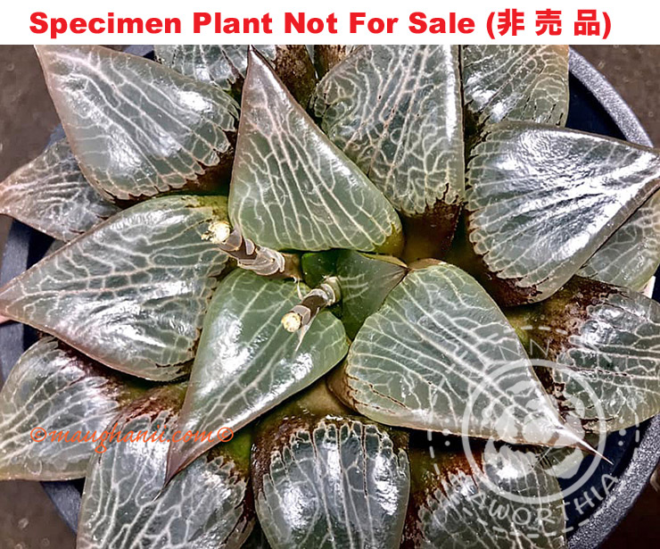 Hyb-205 H. correcta 'Hyouga', 10 seeds, 2025 Hyb-205 H. correcta 'Hyouga', 10 seeds, 2025