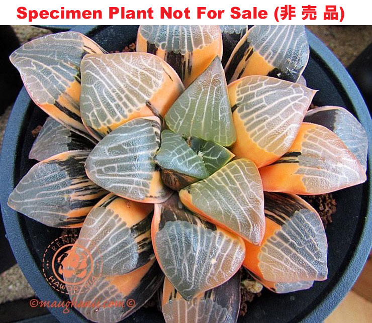 SE-680 H. correcta 'Mona Lisa' variegate, 10 seeds, 2025