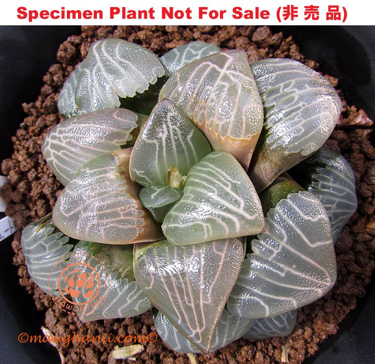 Hyb-328 H. corretca 'Newton', 10 seeds, 2025 Hyb-328 H. corretca 'Newton', 10 seeds, 2025