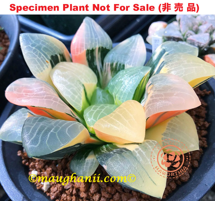SE-620 H. correcta 'Peter' variegate, 10 seeds, 2025