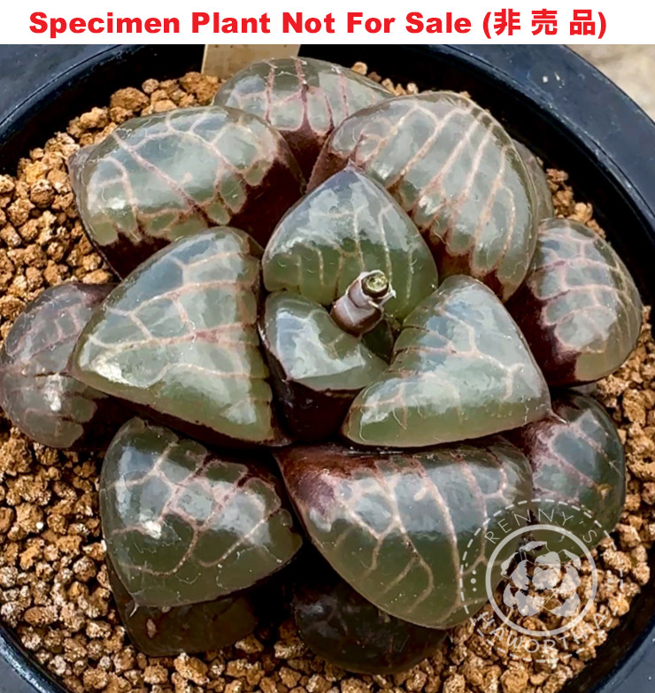 Hyb-415 H. correcta 'Pink Sweetheart', 10 seeds, 2025