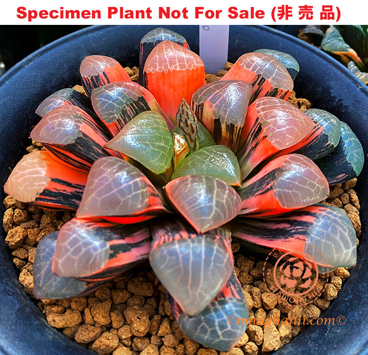 SE-695 H. hyb 'Ponyo' variegate, 10 seeds, 2025