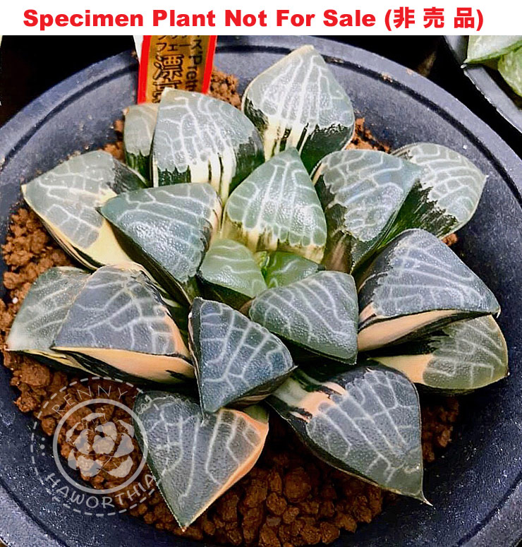 SE-624 H. correcta 'Pretty Face' variegate, 10 seeds, 2025
