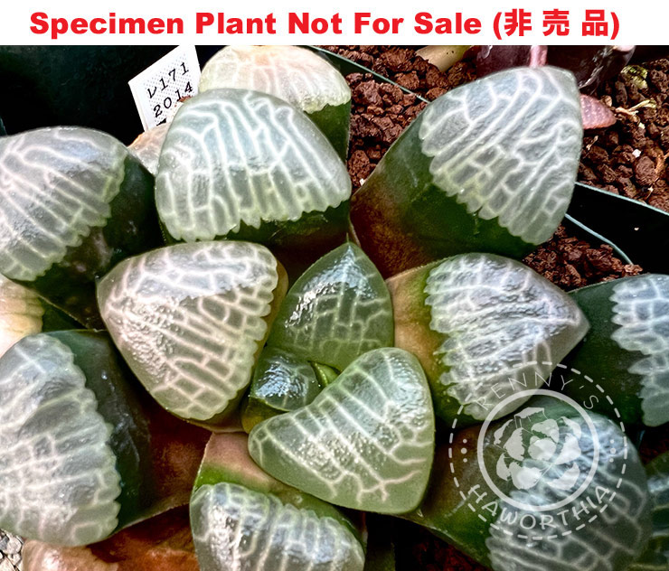Hyb-221 H. correcta 'RS171-2014', 10 seeds, 2025 Hyb-221 H. correcta 'RS171-2014', 10 seeds, 2025