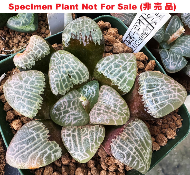 Hyb-553 H. correcta 'RS396-2014', 10 seeds, 2025