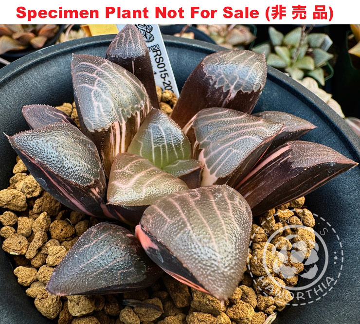 SE-613 H. hyb 'RS015-2020' variegate, 10 seeds, 2025