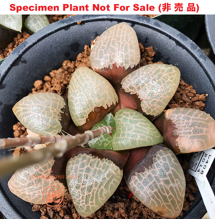 Hyb-288 H. correcta 'RS406-2014', 10 seeds, 2025